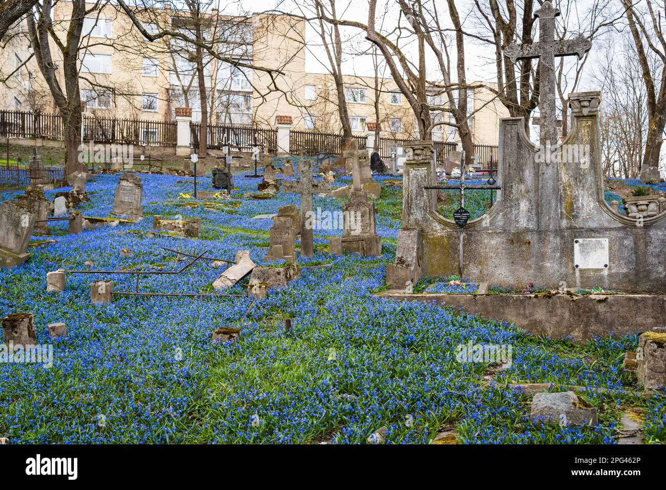 Blue wood squills Scilla siberica cover the ground in the Bernardine Cemetery in Vilnius, Lithuania with a lush carpet Stock Photo