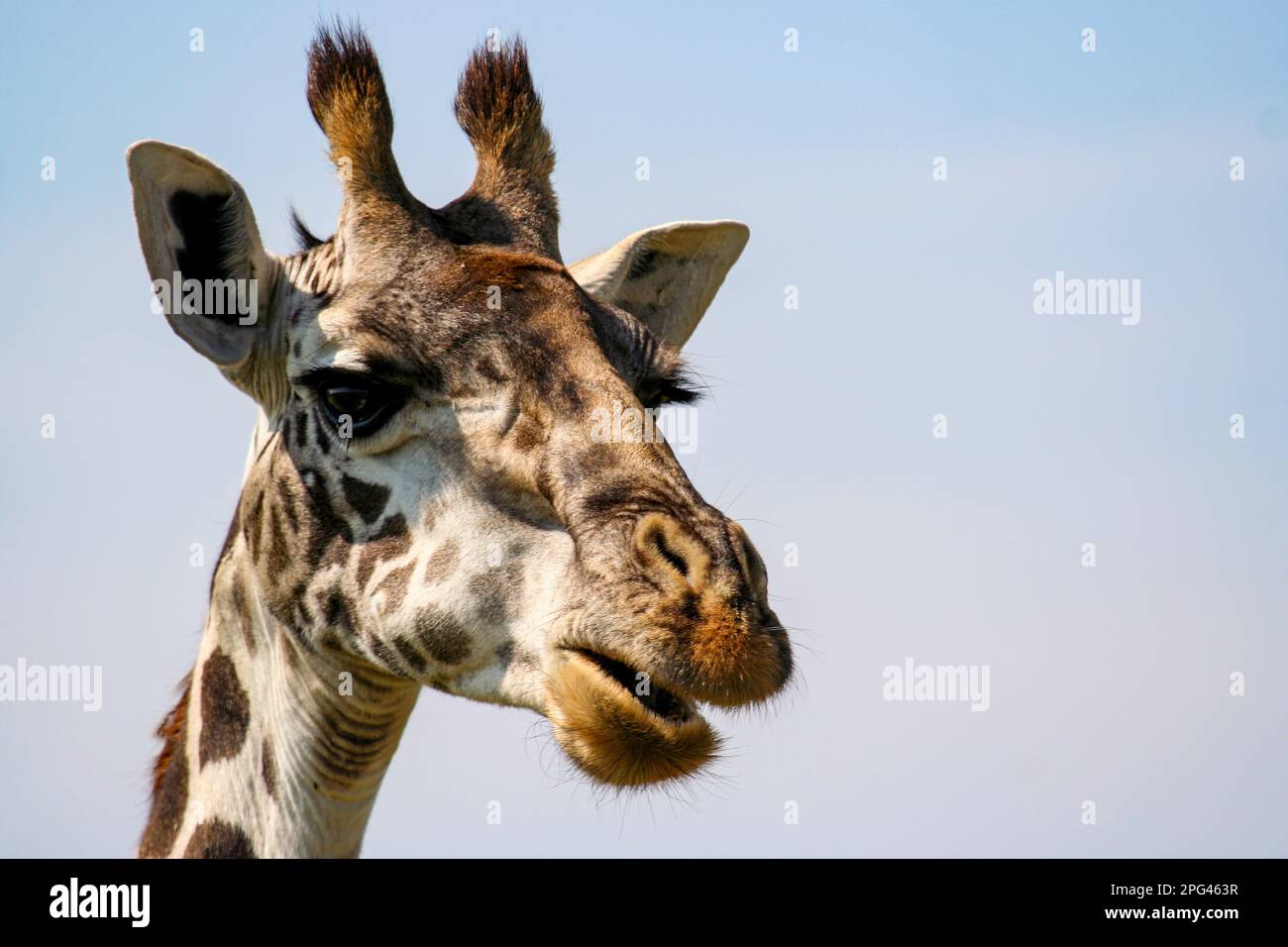 Portrait of a Giraffe Stock Photo