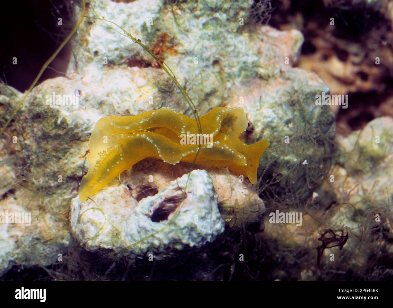 Sea slug Elysia flava it is a mollusk without a shell (opisthobranch) that feeds on algae. Stock Photo