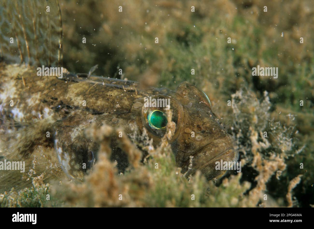 ghiozzo nero (gobius niger) Sardegna Stock Photo