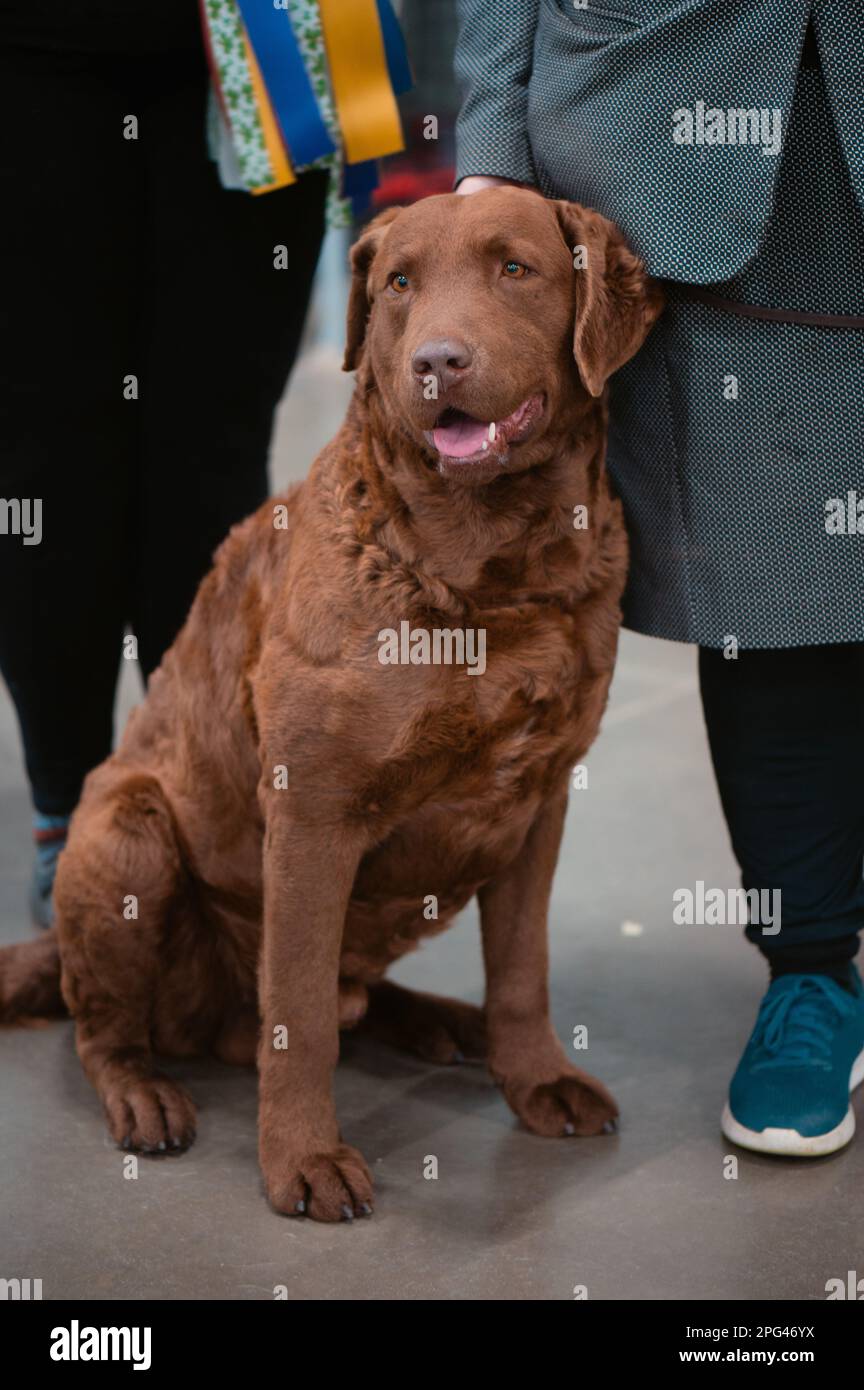 Dogs at Celtic Dog Show, York PA Stock Photo Alamy