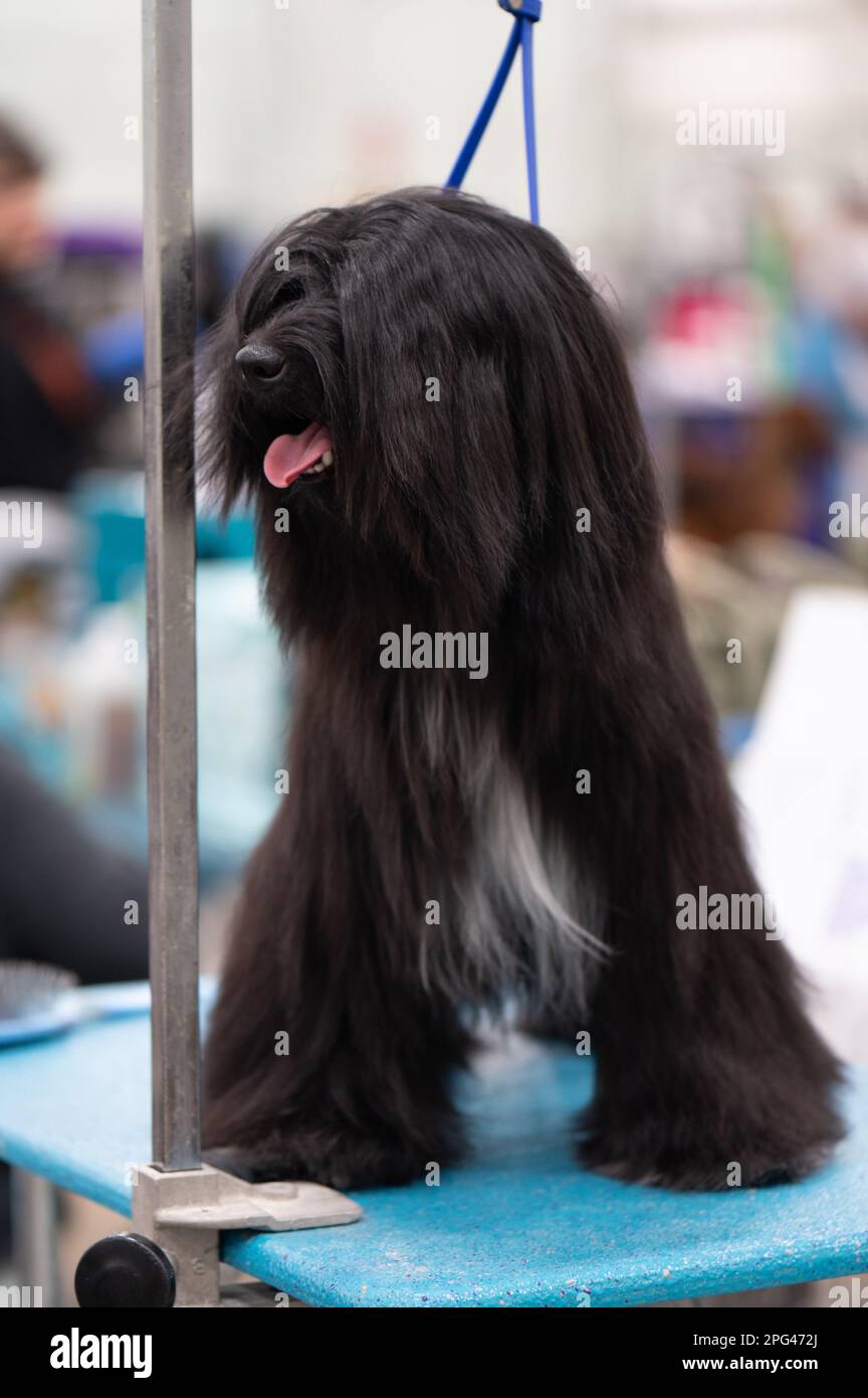 Dogs at Celtic Dog Show, York PA Stock Photo Alamy