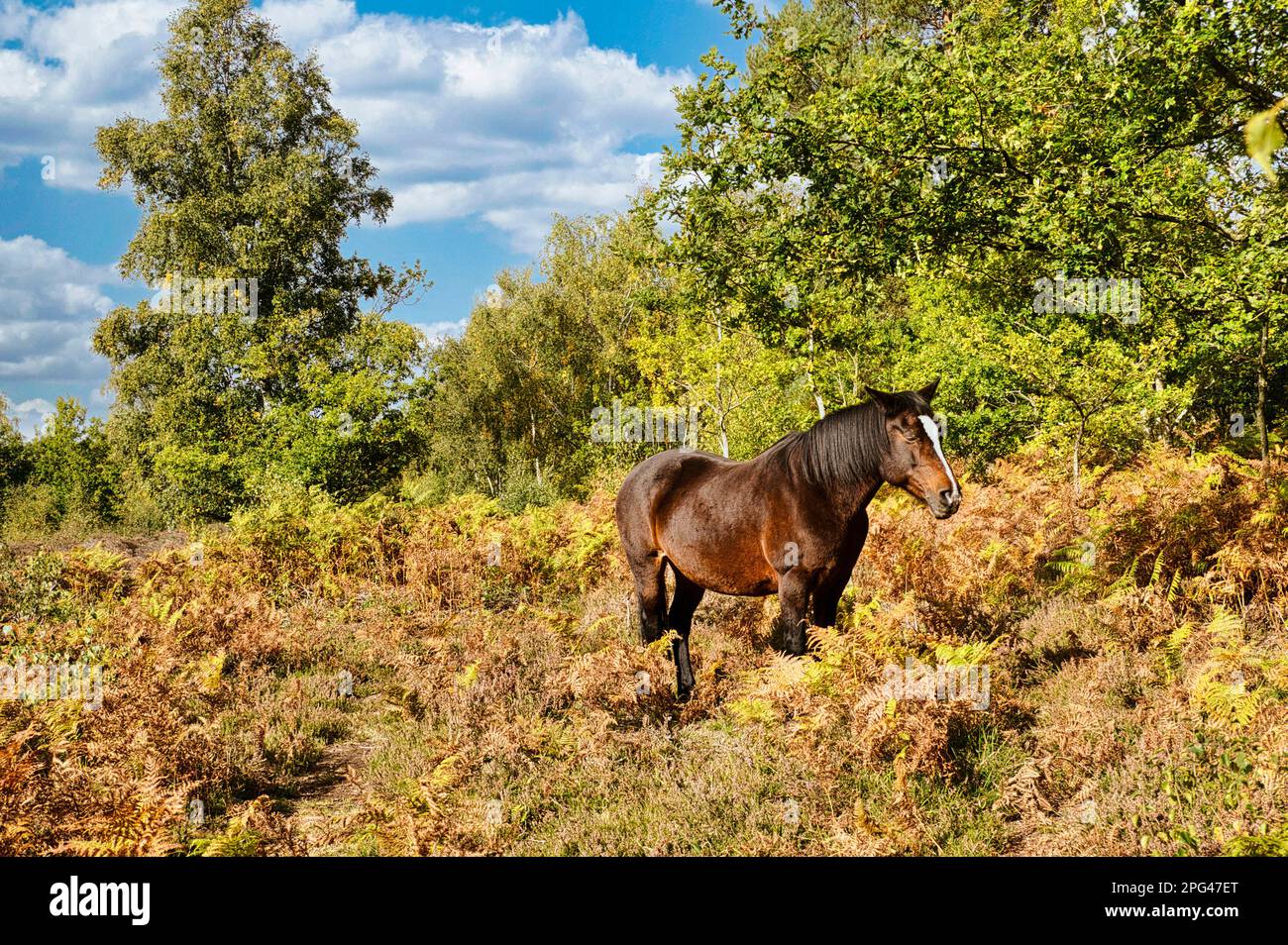 Exmore Pony, Equus ferus caballus, In The Woodland Stock Photo