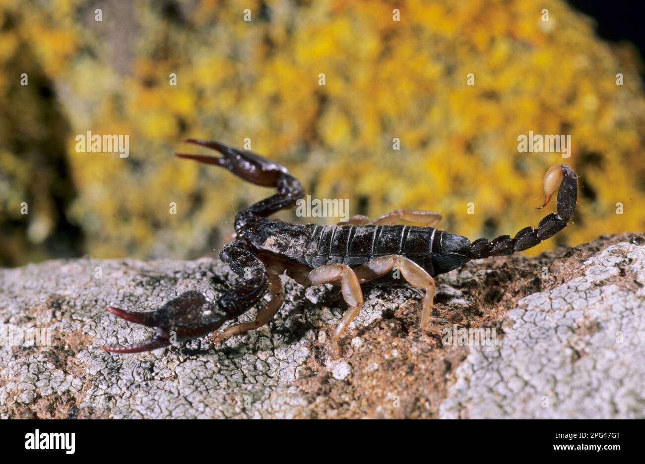 Scorpione hi-res stock photography and images - Alamy