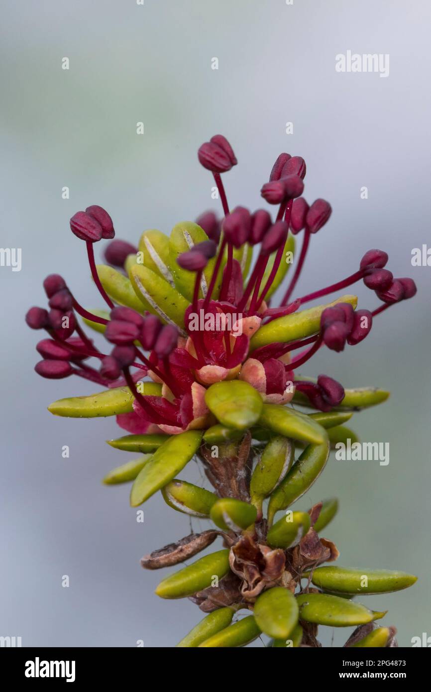 Krähenbeere, Zwittrige Krähenbeere, Krähen-Beere, Blüten, blühend, Empetrum hermaphroditum, Empetrum nigrum subsp. hermaphroditum, Crowberry, black cr Stock Photo