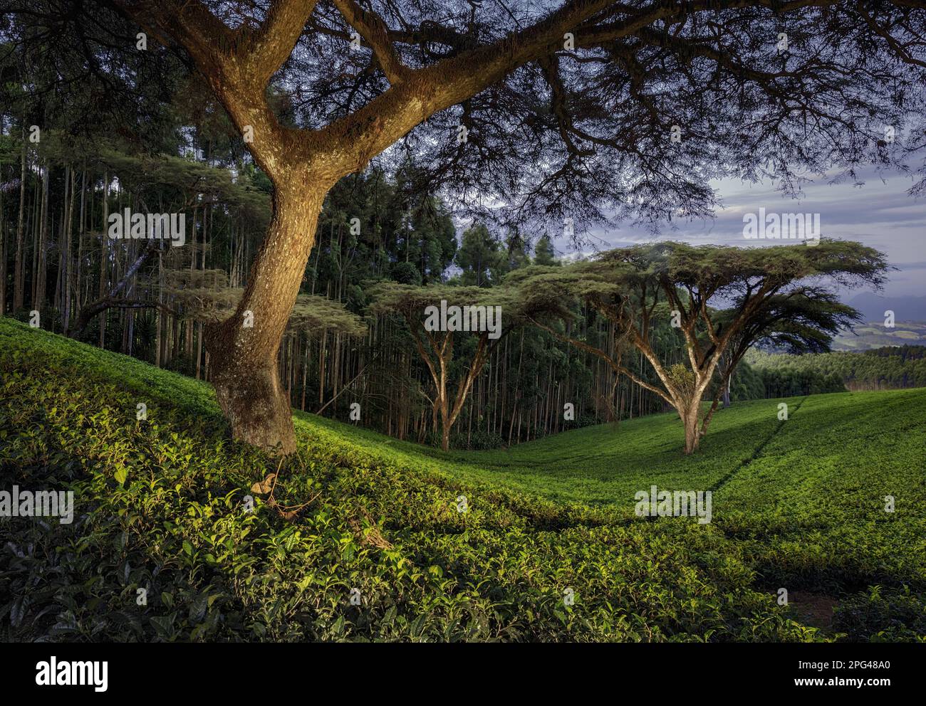 Nyanga flat top trees hires stock photography and images Alamy