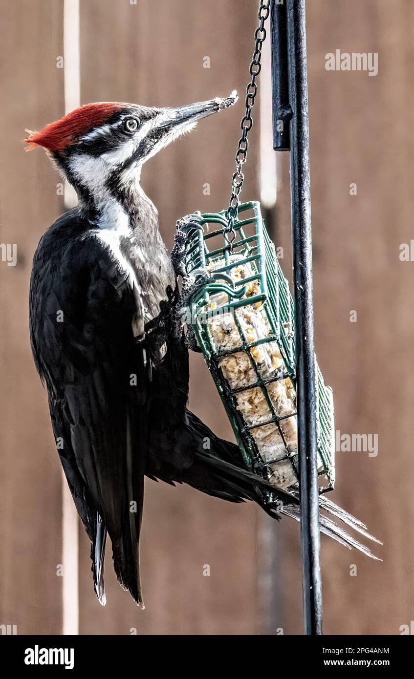 Female pileated woodpecker eating from a backyard suet feeder on a spring day in Taylors Falls