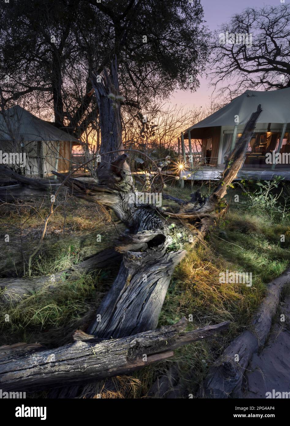 Old Leadwood trees lie at the Zarafa Camp in the Salinda Reserve of the