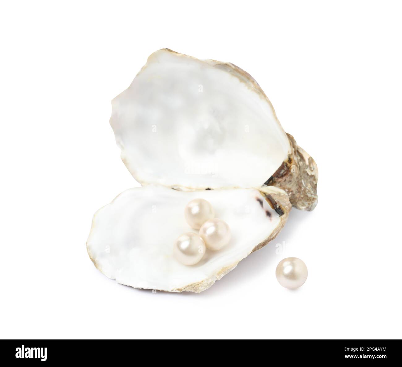 Open oyster shell with pearls on white background Stock Photo - Alamy