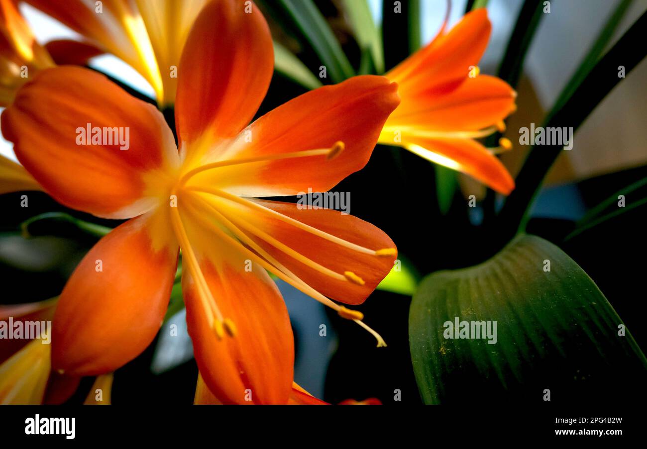 Flower - POINSETTIA WISHES, Natal lily, bush lily or Kaffir lily (Clivia miniata) against a blur background. Stock Photo