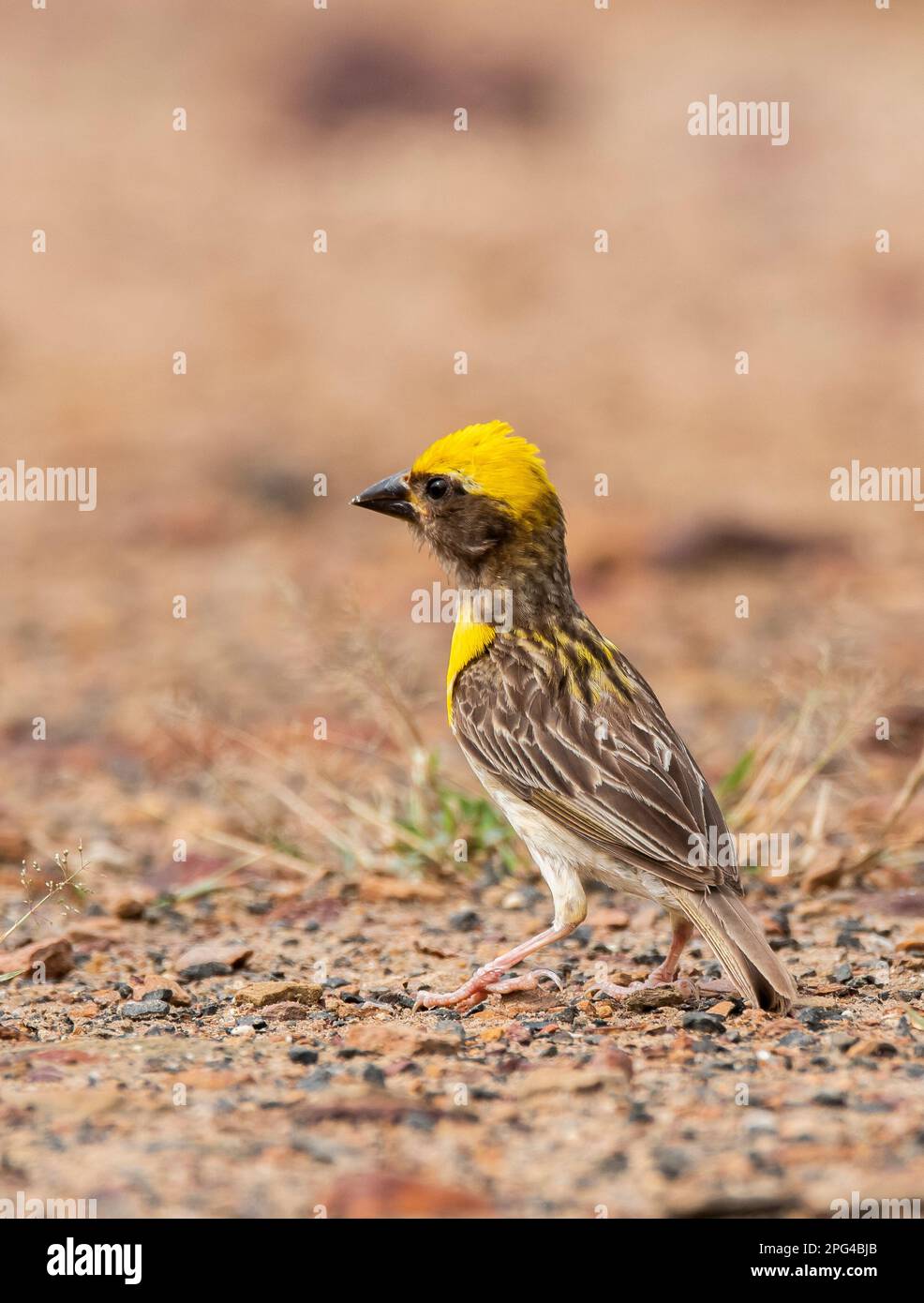 Baya weaver feeding on grains on the ground close to a temple on the outskirts of Bhuj, Gujarat known as Greater Rann of Kutch Stock Photo