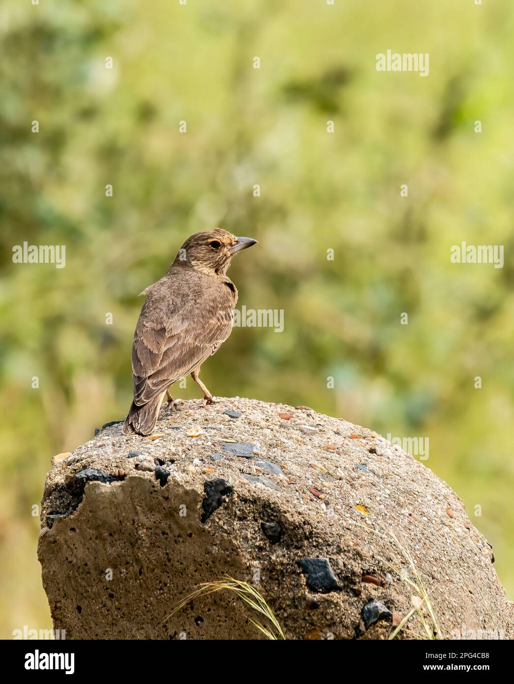 A Rufus tailed lark resting on a mile post near a dam on the outskirts of Bhuj, Gujarat in an area called Greater rann of Kutch Stock Photo