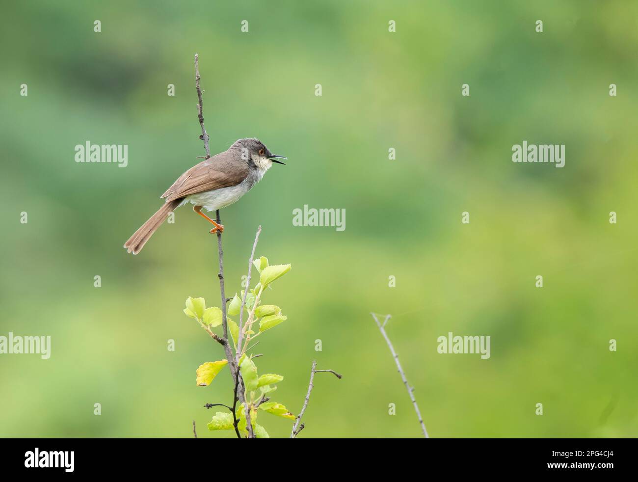 A grey-breasted Prinia perched on a small branch in the forests on the outskirts of Bhuj, Gujarat an area known as Greater Rann of Kutch Stock Photo