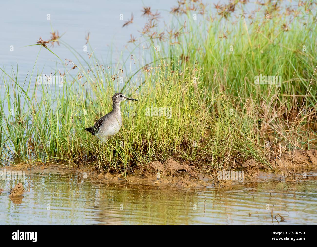 A marsh Sandpiper wading through the marshy waters on the outskirts of Bhuj, Gujarat in an area known as Greater rann of kutch Stock Photo