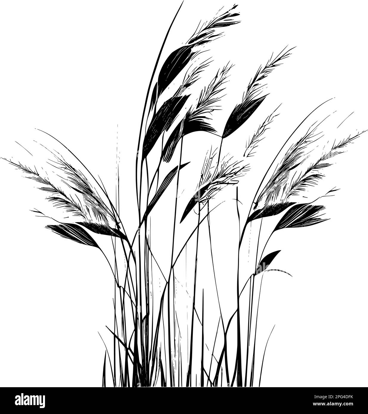 Bull rushes Stock Vector Images Alamy