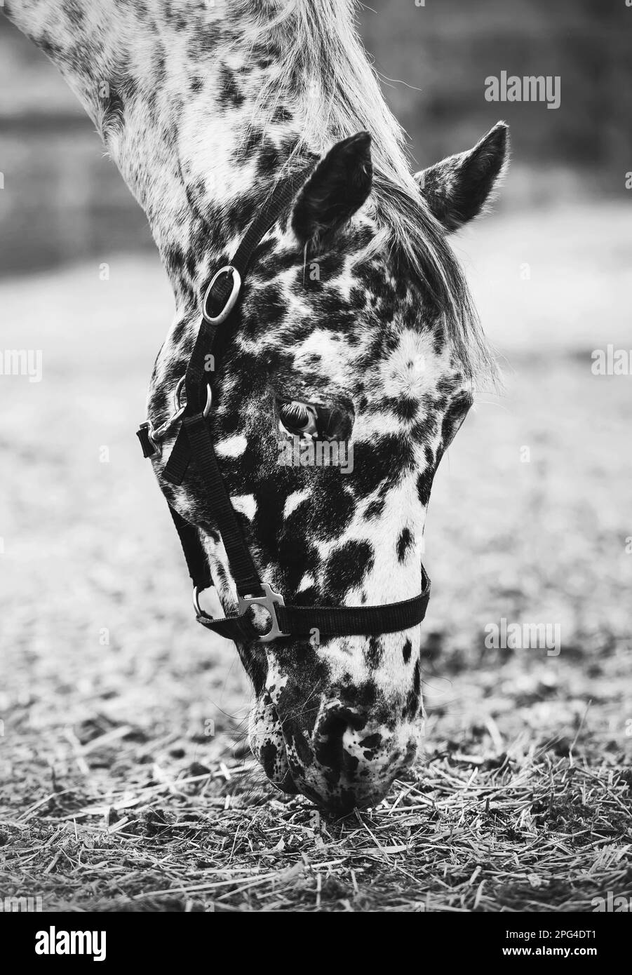A black and white portrait of a spotted horse eating hay on a farm. Agriculture and livestock. Horse care. Stock Photo
