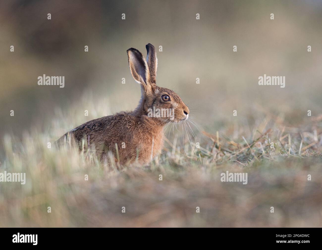 A Brown hare ( Lepus europaeus )  sitting in a meadow , with a lovely glow of misty  sunlight on him . Pastel  colours . Suffolk,  UK Stock Photo