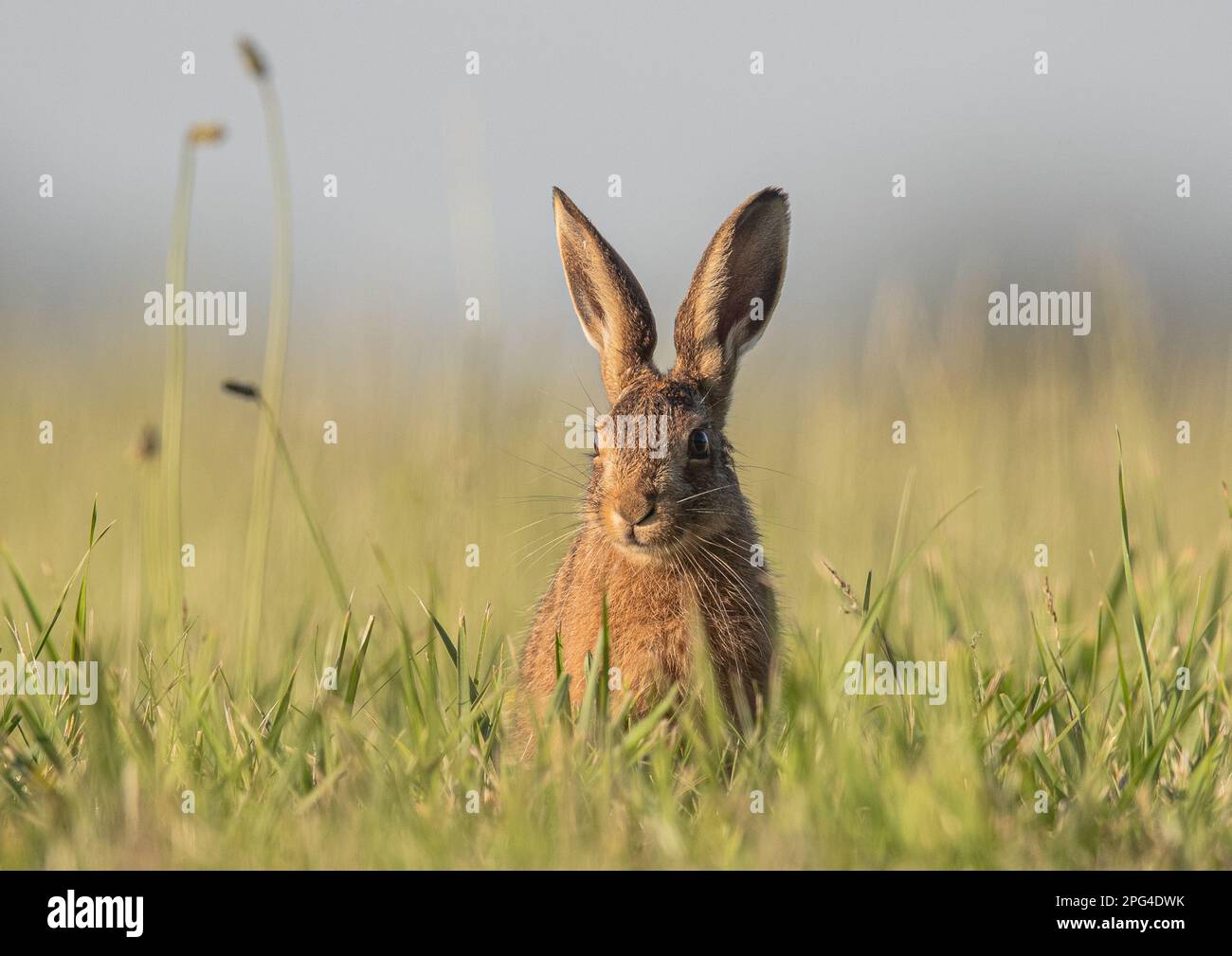 A beautiful young Brown Hare Leveret(Lepus europaeus) sitting out in the a grassy meadow. Highlighted by the setting sun. Pastel colours. Suffolk, UK. Stock Photo