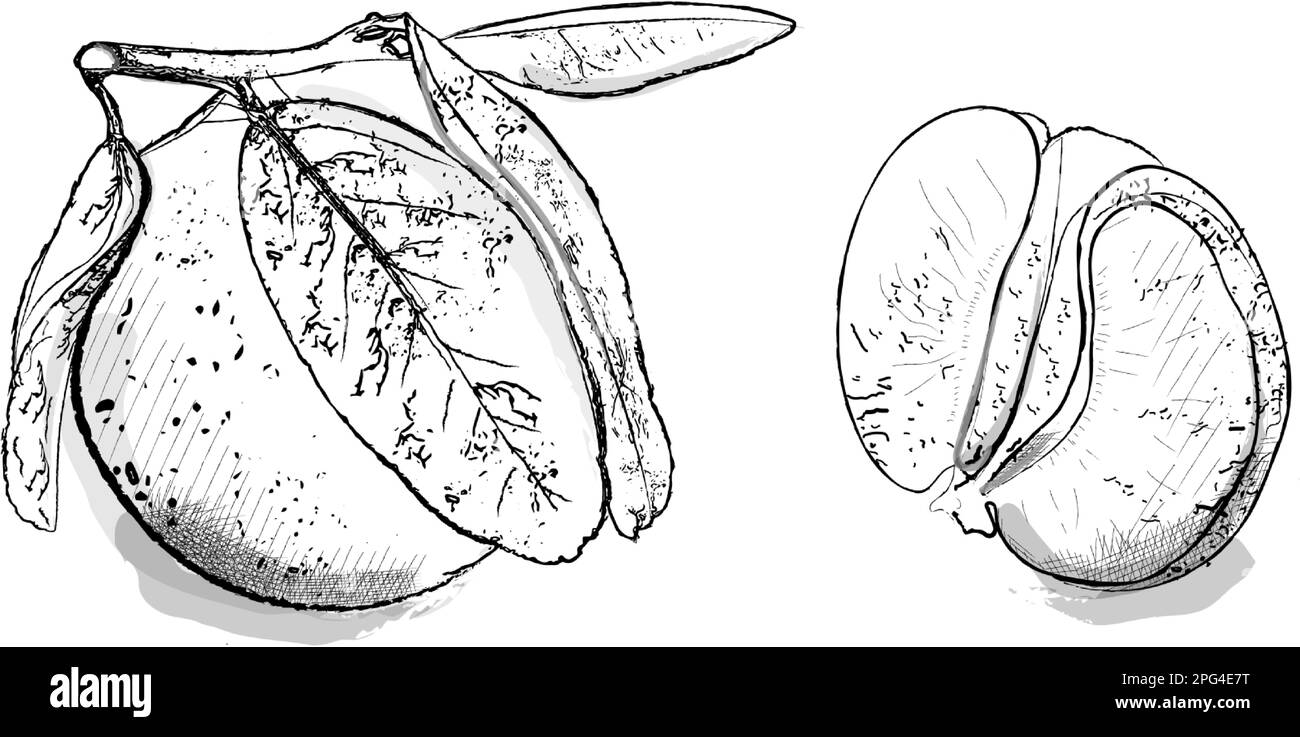 Orange vector line art drawing. fruits detailed vintage design Stock