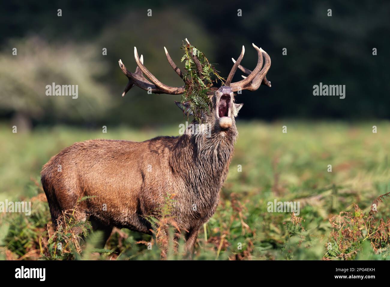 Red deer stag calling during the rut in autumn, UK Stock Photo Alamy