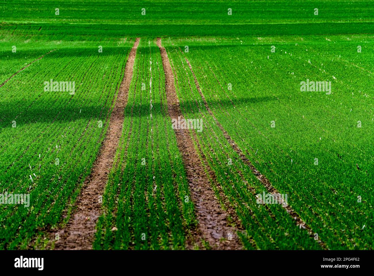Rapeseed field in January, Wesertal, Weserbergland; Germany Stock Photo