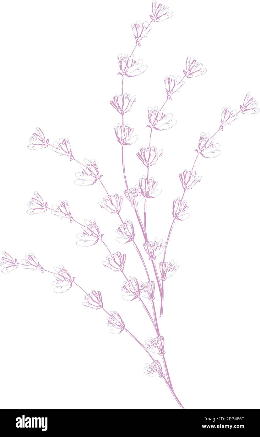 Lavender flowers vector sketch. Delicate floral bouquet for ceremony, wedding card Stock Vector