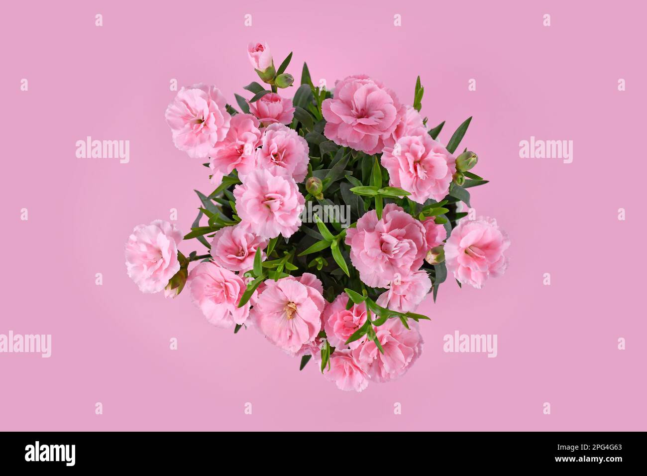 Top view of pink Dianthus flowers on pink background Stock Photo