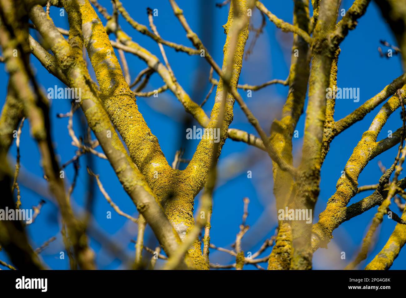 Lichens on a tree Stock Photo