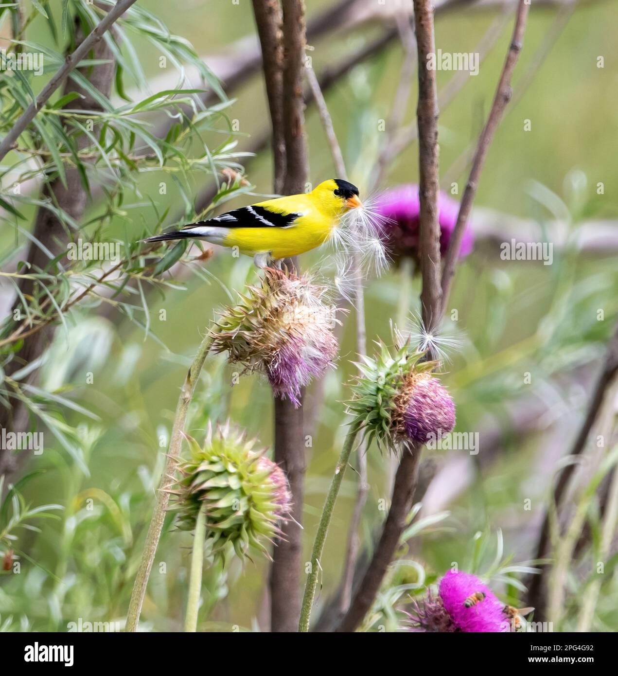 A Goldfinch in a mixed habitat setting eating cascading thistle seeds
