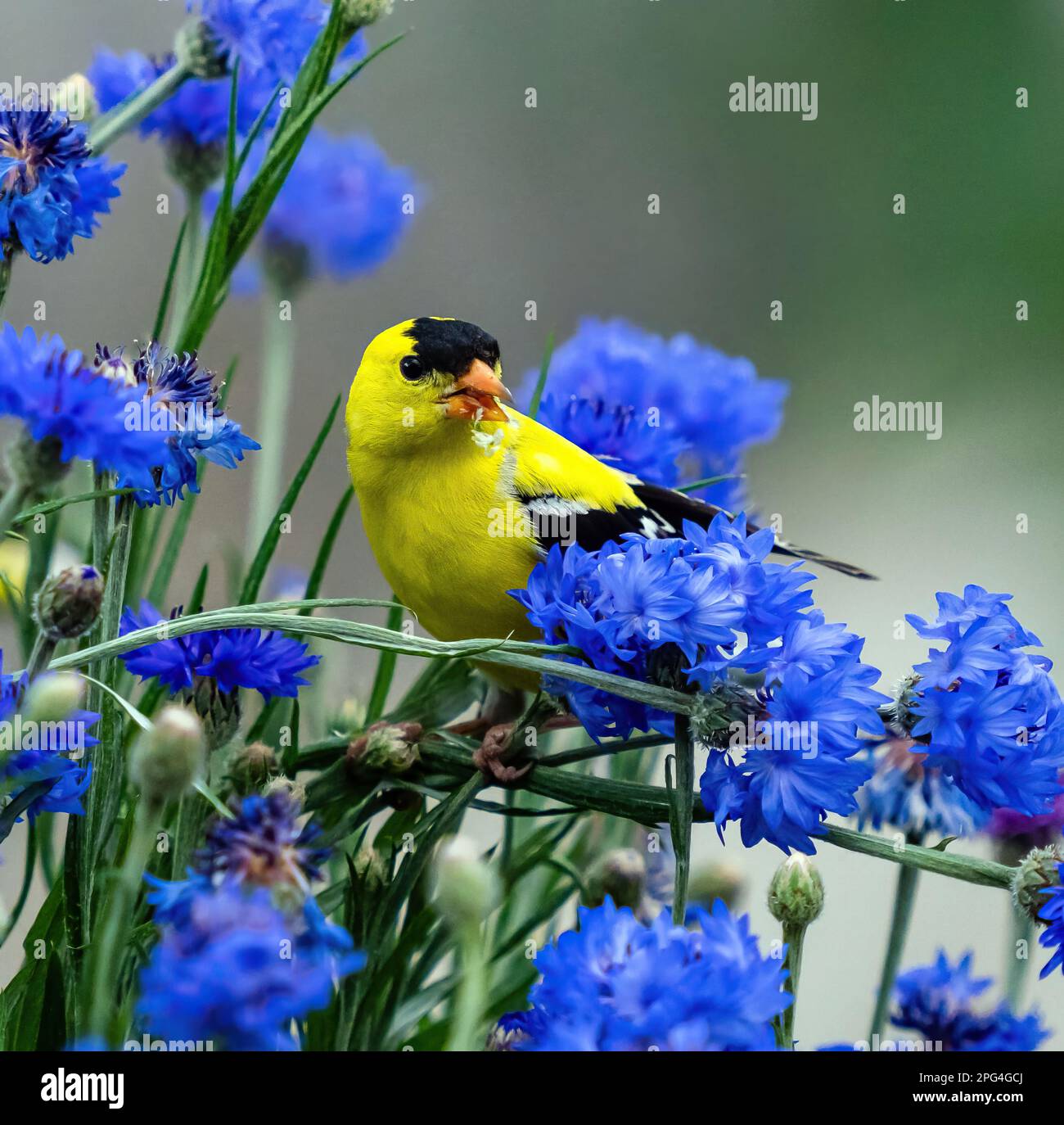 A Goldfinch in a Blue Cornflower garden eating seeds, viewed close up. Stock Photo