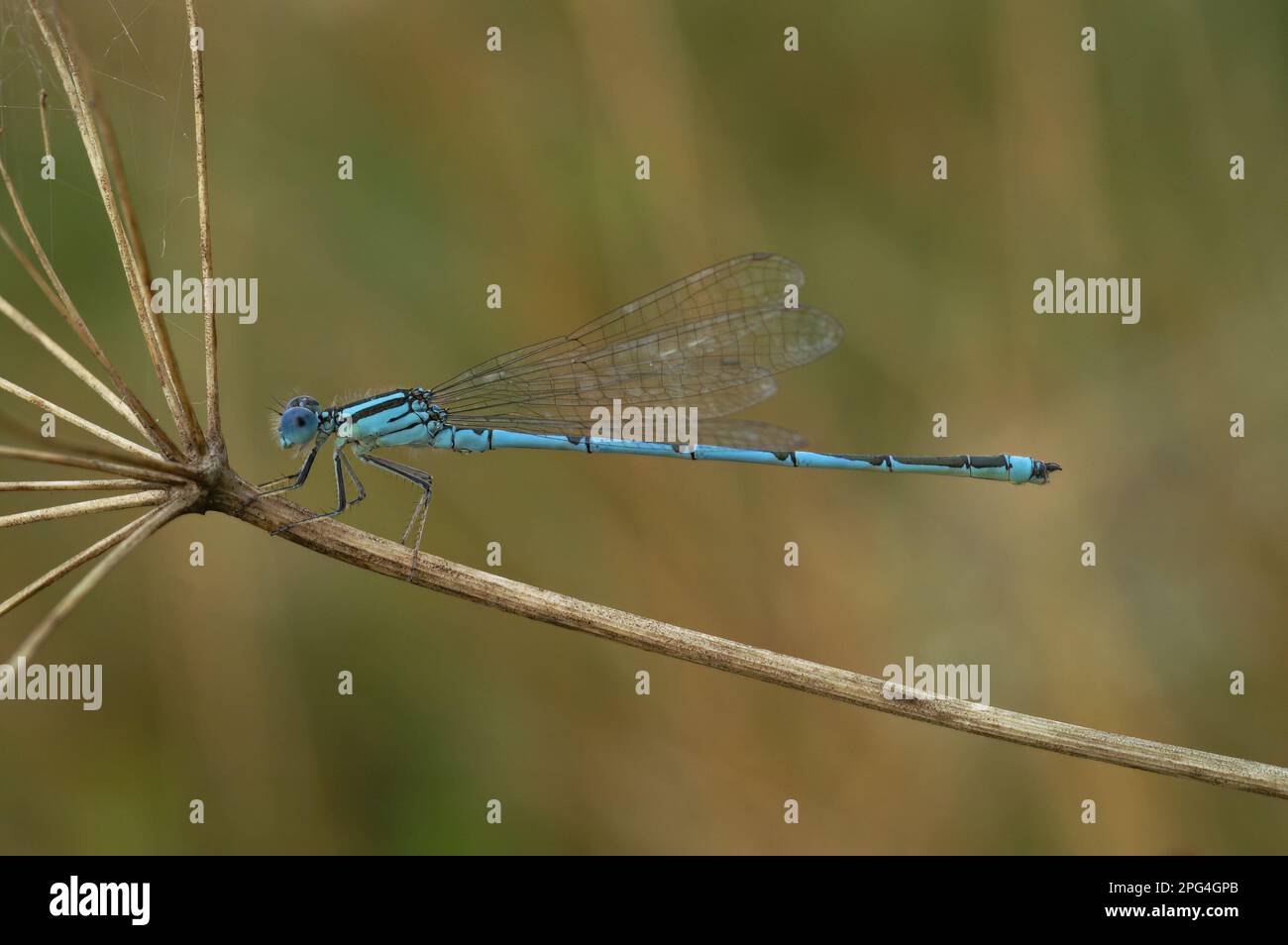 Natural closeup on a rare blue goblet-marked damselfly, Erythromma lindenii Stock Photo