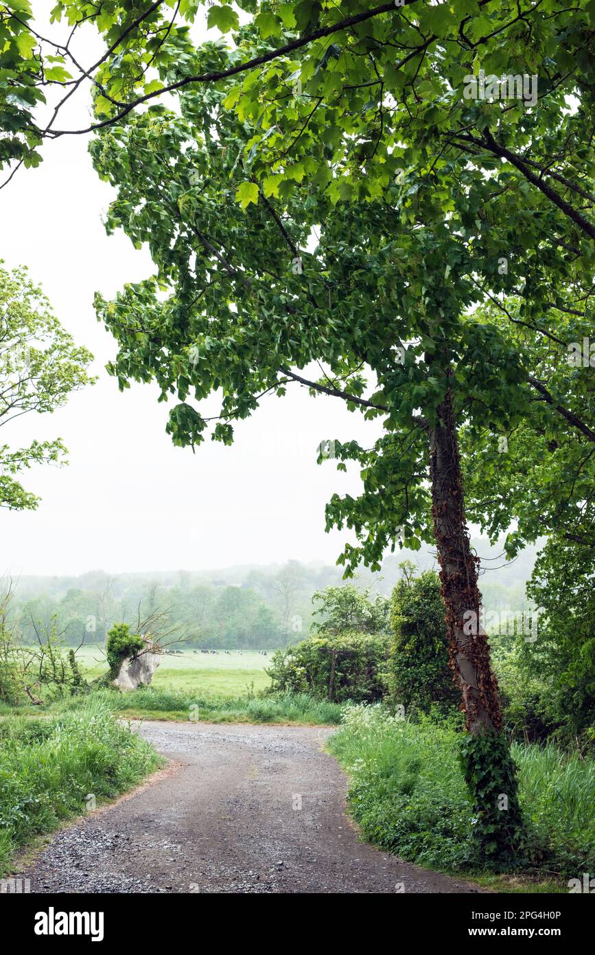 Hide tree in Arundel, West Sussex, UK Stock Photo - Alamy