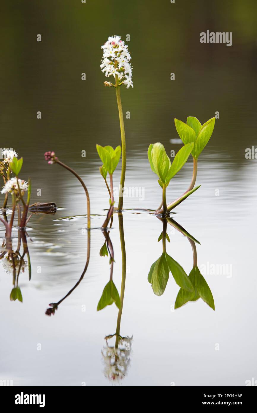Bogbean / buckbean (Menyanthes trifoliata), white aquatic flower blooming in bog pond in spring Stock Photo