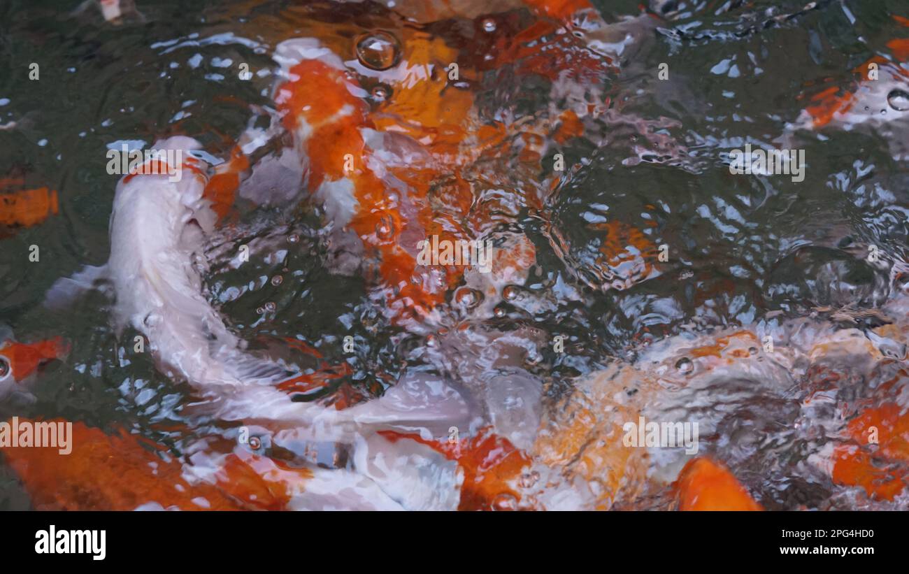 Colorful water pattern formed by group of Koi carps swimming in pool. Fancy carp fishtop view abstract image Stock Photo
