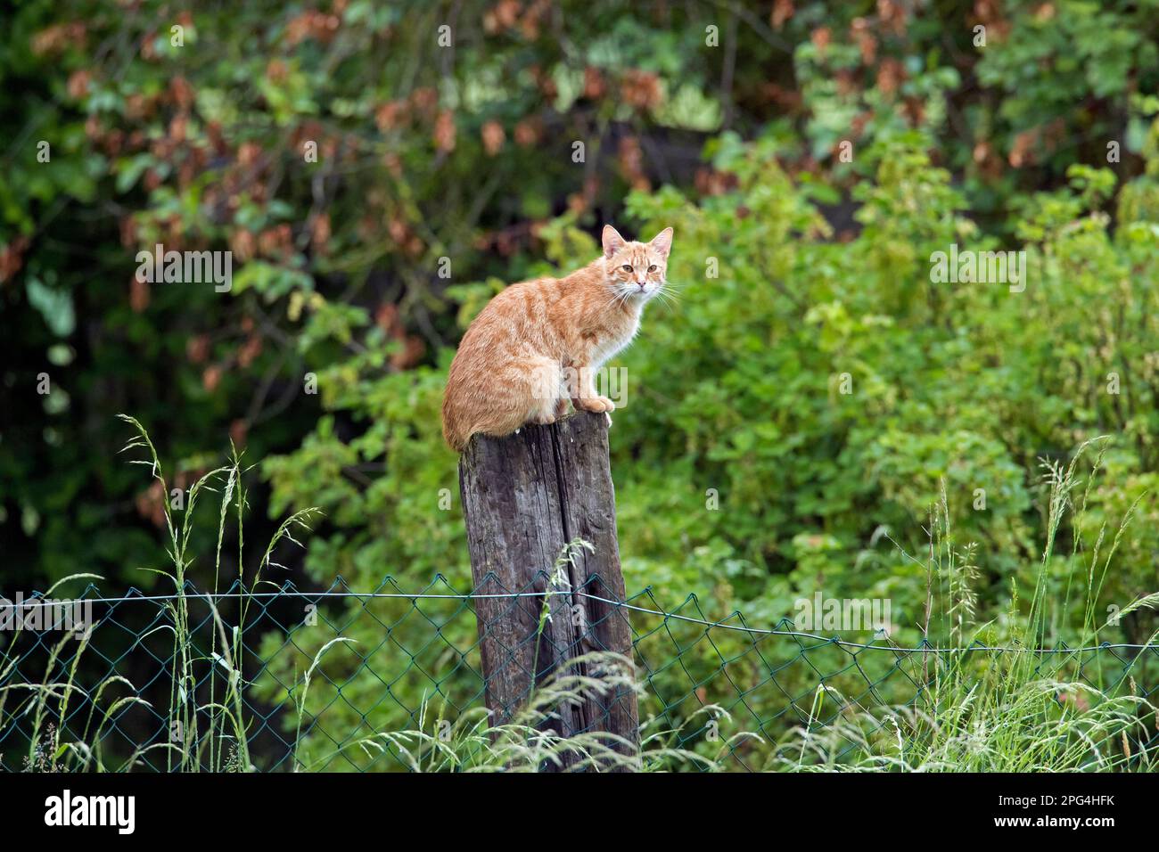 Domestic cat sitting ouside on wooden post of garden fence Stock Photo