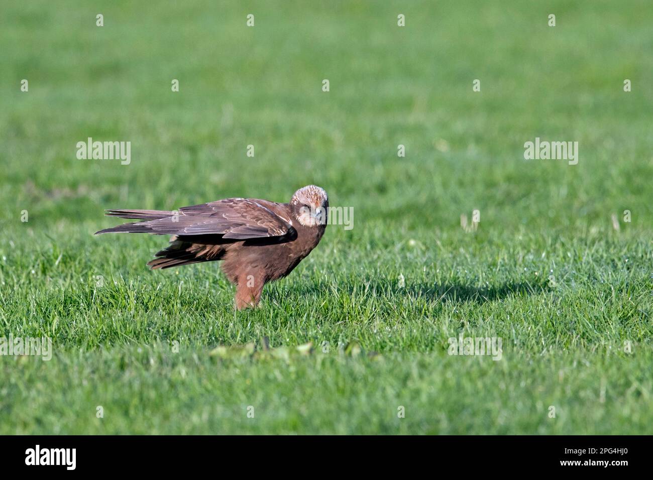 Eurasian marsh harrier / western marsh harrier (Circus aeruginosus) female foraging on the ground, looking for insects in meadow / grassland Stock Photo