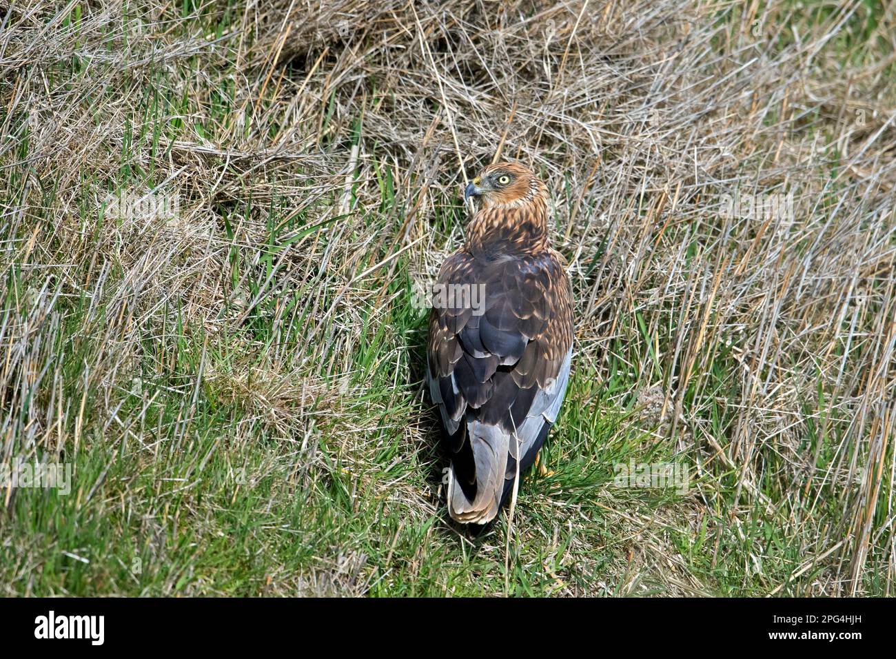 Eurasian marsh harrier / western marsh harrier (Circus aeruginosus) male foraging on the ground, looking for insects in meadow / grassland Stock Photo