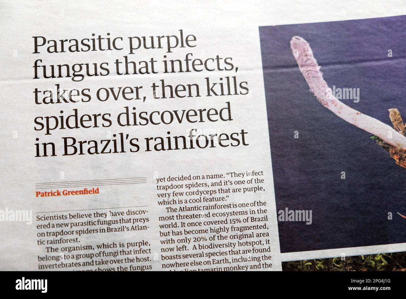 'Parasitic purple fungus that infects, takes over, then kills spiders discovered in Brazil's rainforest' Guardian newspaper headline article London UK Stock Photo