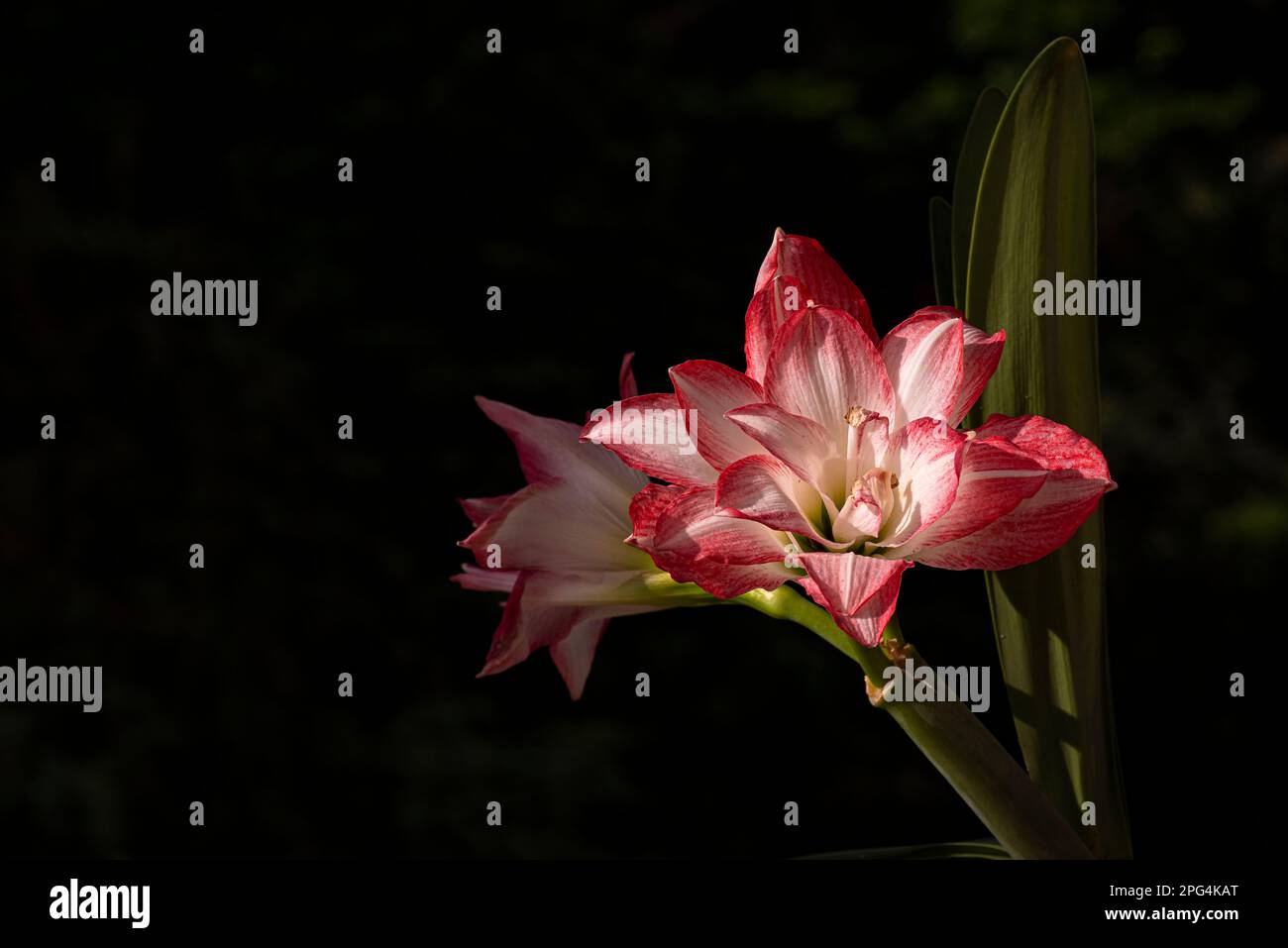 Amaryllis belladonna beautiful flower Stock Photo