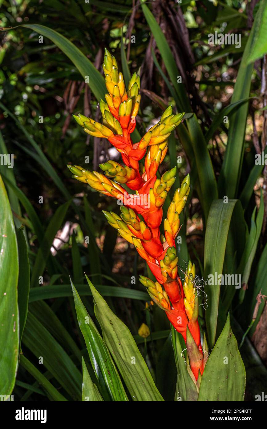 Bromeliad epiphyte red and yellow flower from the rain forest of Panama Stock Photo