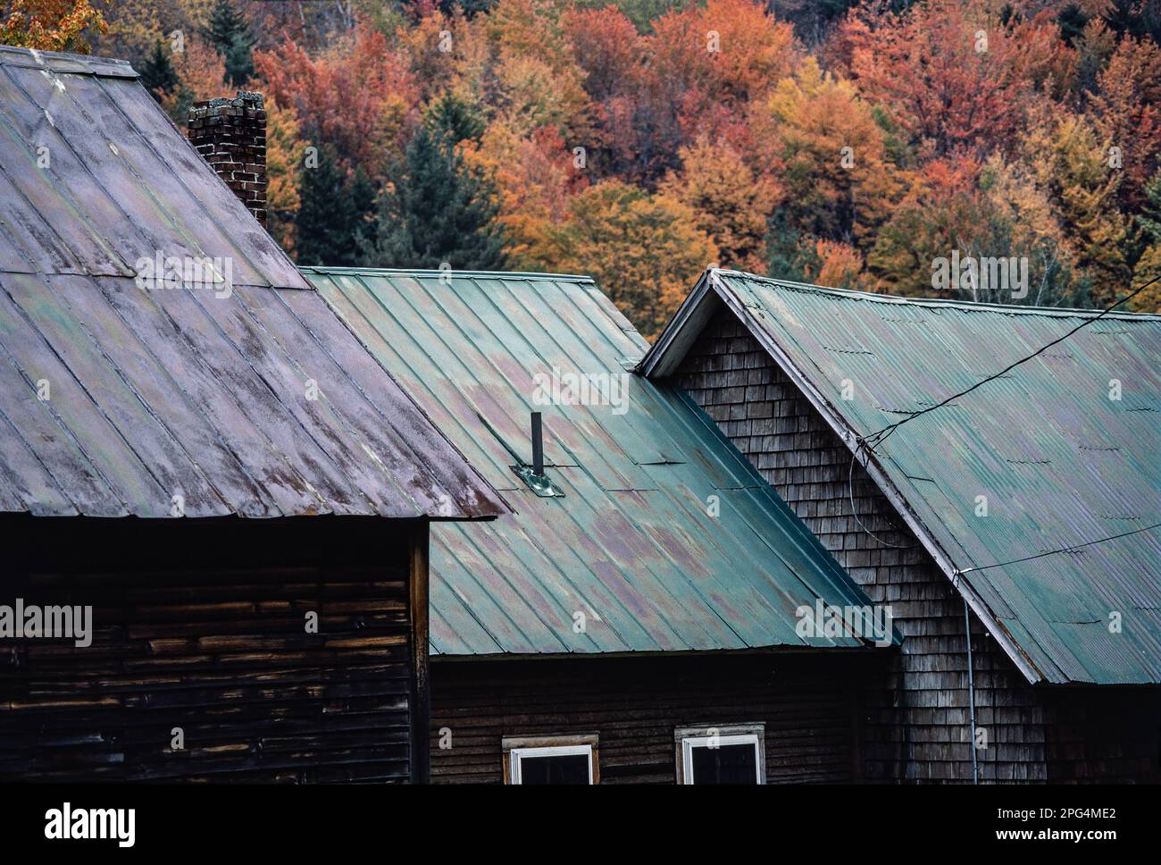 weathered barns with tarnished copper sheet roofs complement the autumn colors in the trees in background in southern VT Stock Photo