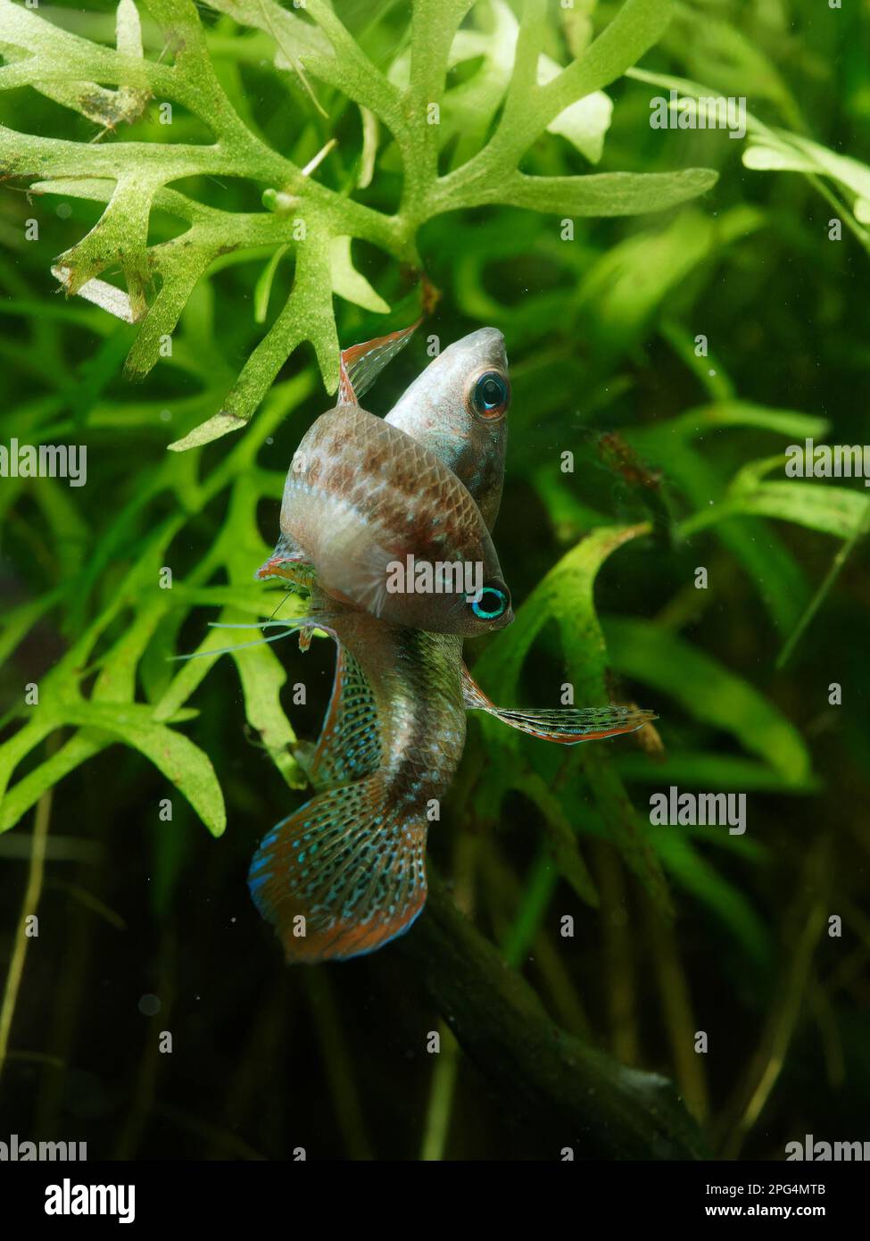 Pair of sparkling gourami (Trichopsis pumila) mating in front of water sprite plant (Ceratopteris sp.) Stock Photo