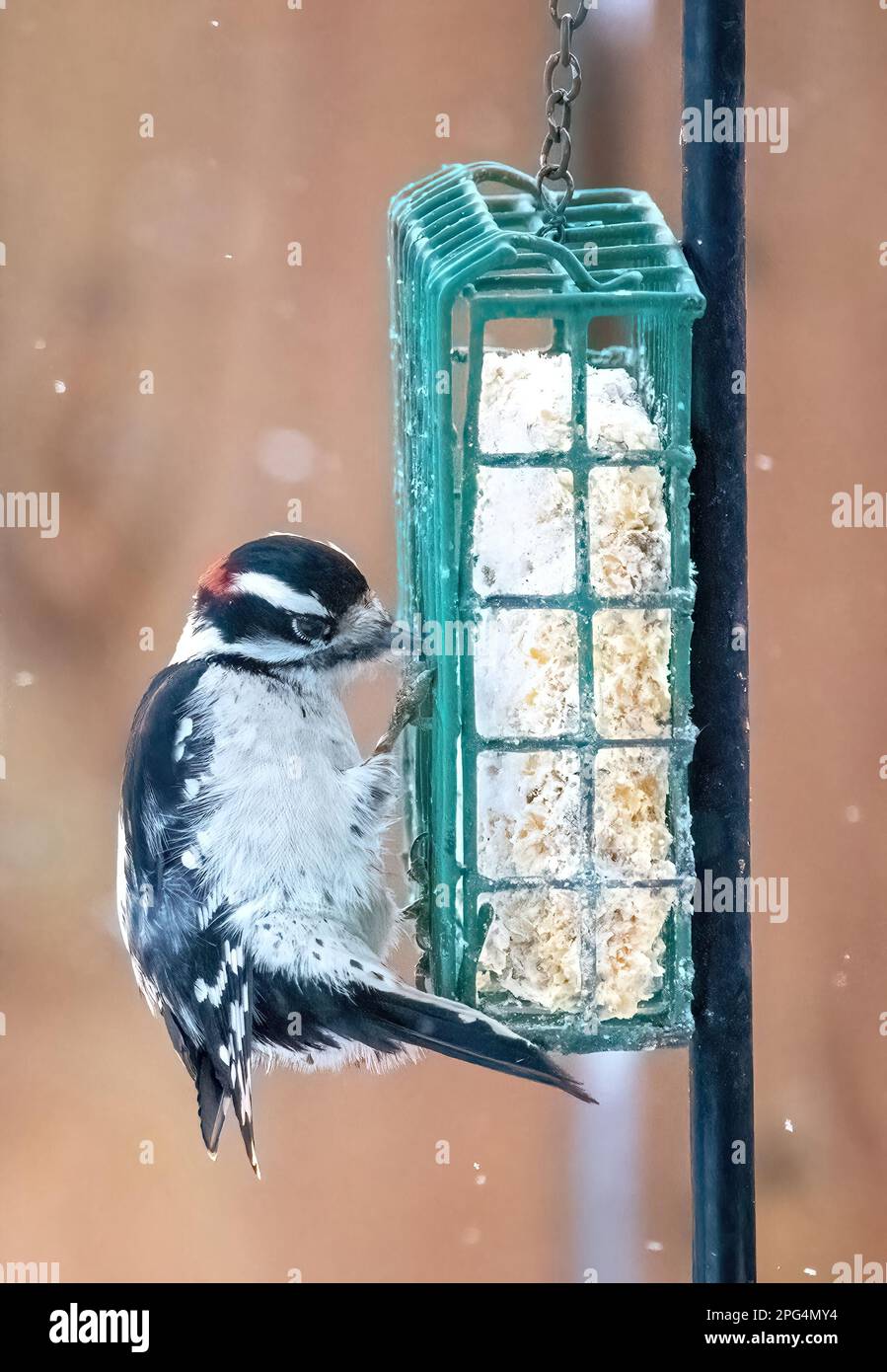 Male downy woodpecker with a red spot on its head eating from a backyard suet feeder in winter