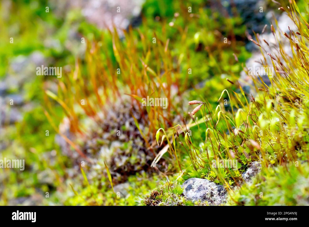 Close up focusing on the capsules of the moss in the foreground, possibly Wall Screw-moss (tortula muralis), growing on an old sandstone wall. Stock Photo