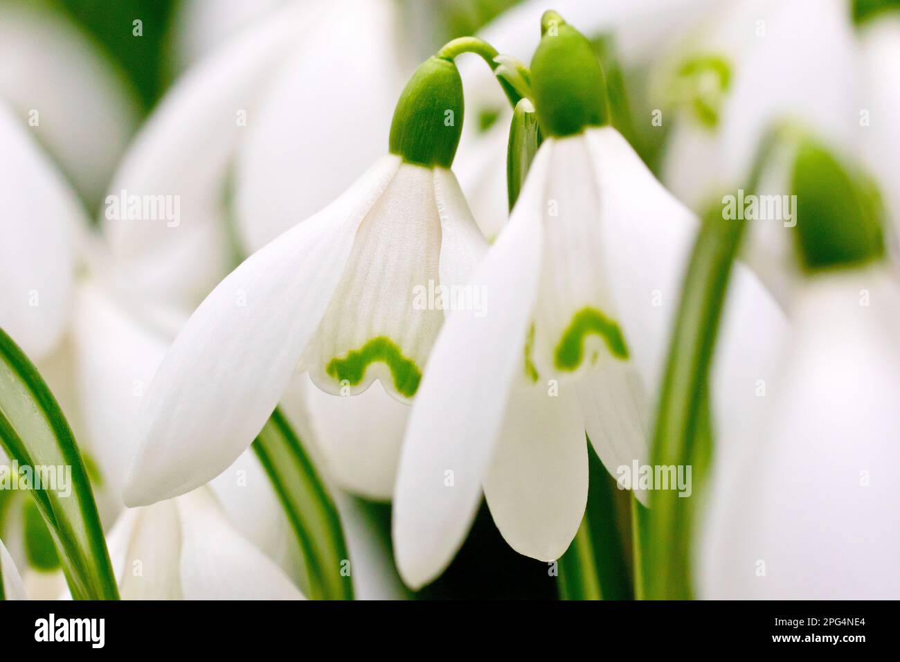Snowdrops (galanthus nivalis), close up of two intertwined flowers of the familiar spring plant. Stock Photo
