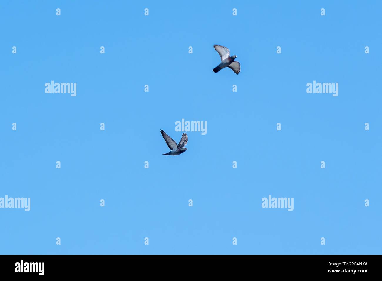 The two pigeons soaring against a stunning backdrop of bright blue sky ...