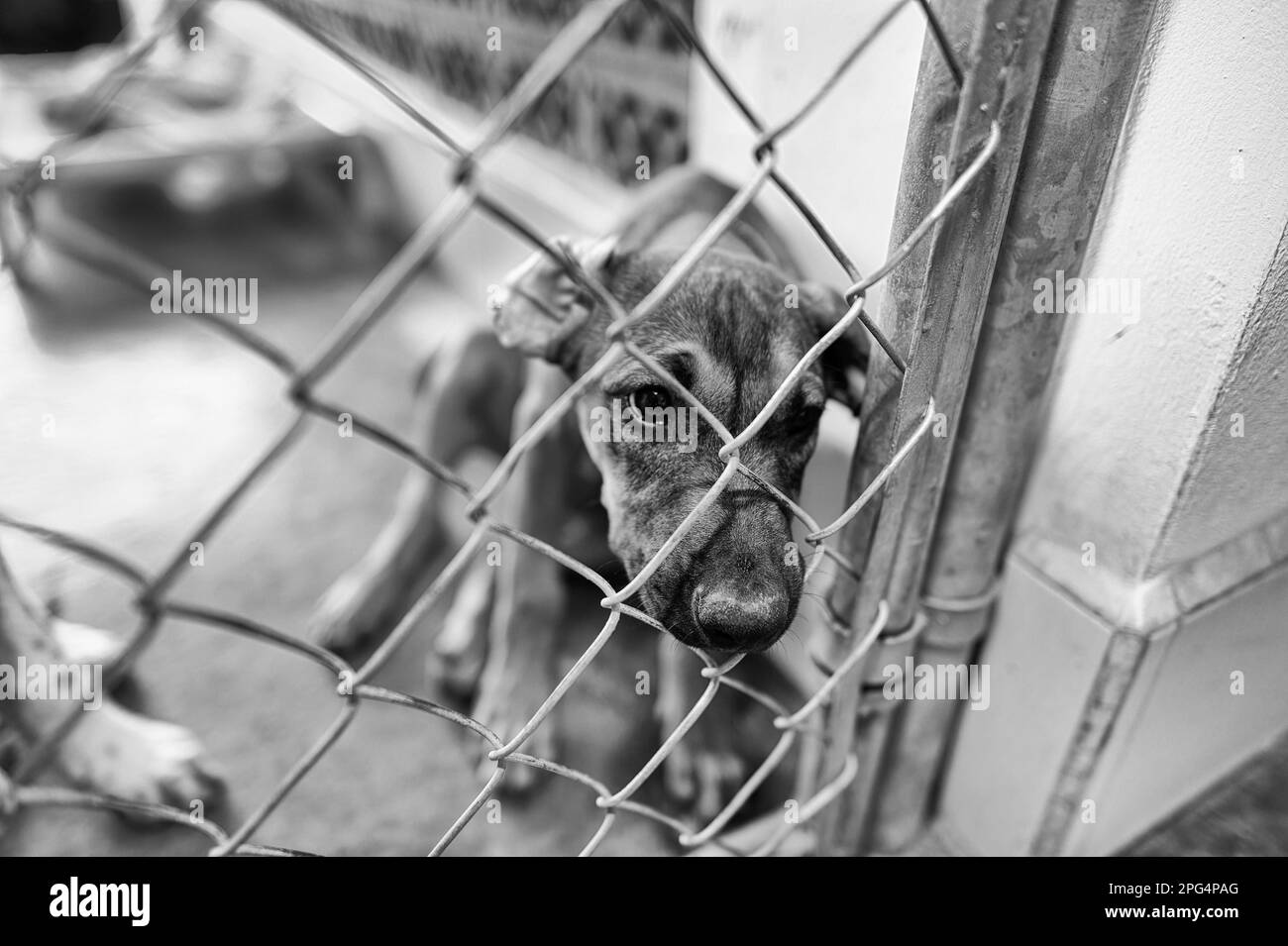 A Rescue Dog At An Animal Shelter Is Looking Through The Fence Black And White Stock Photo