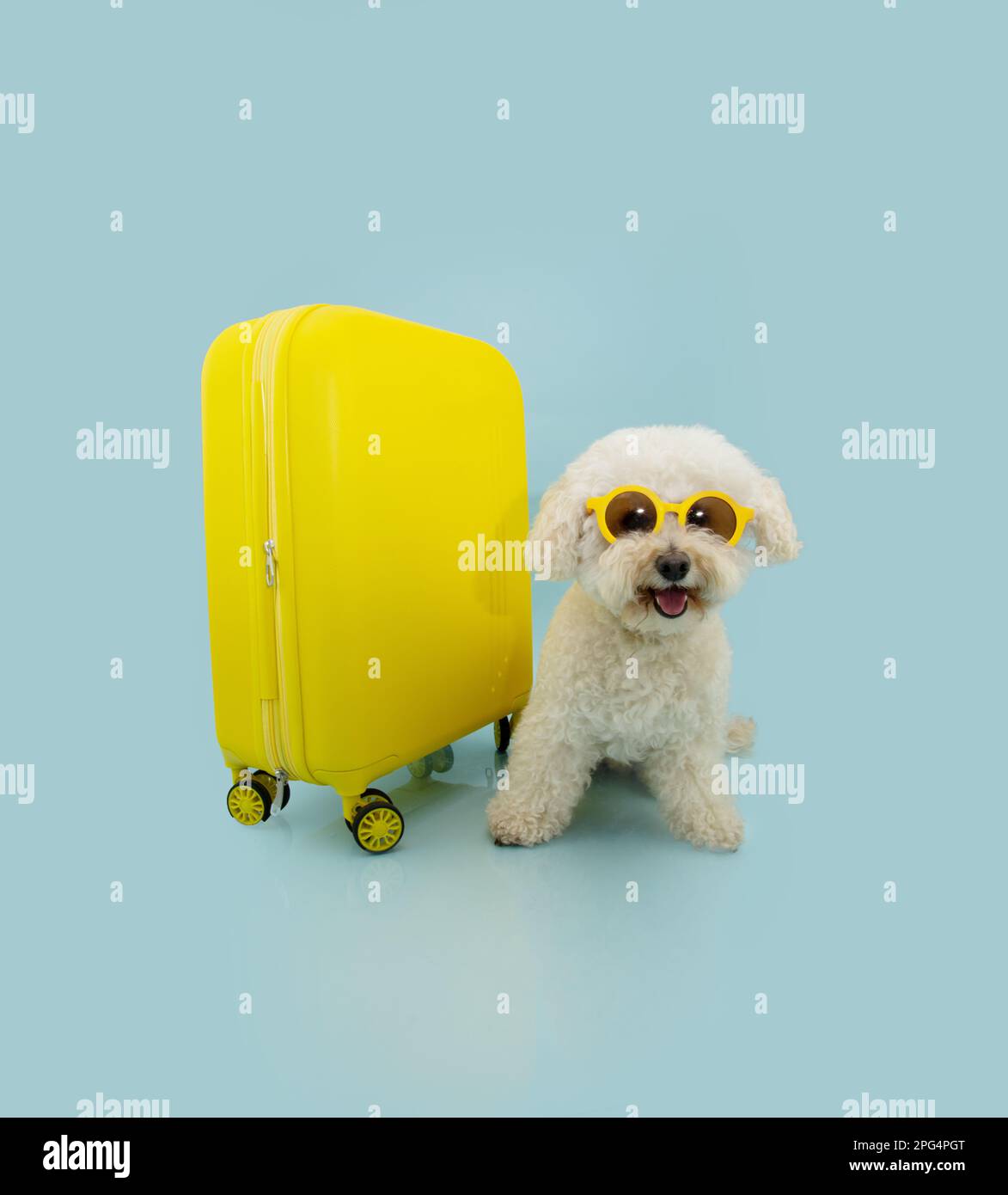 Happy poodle dog going on vacations next toa yellow suitcase and ...