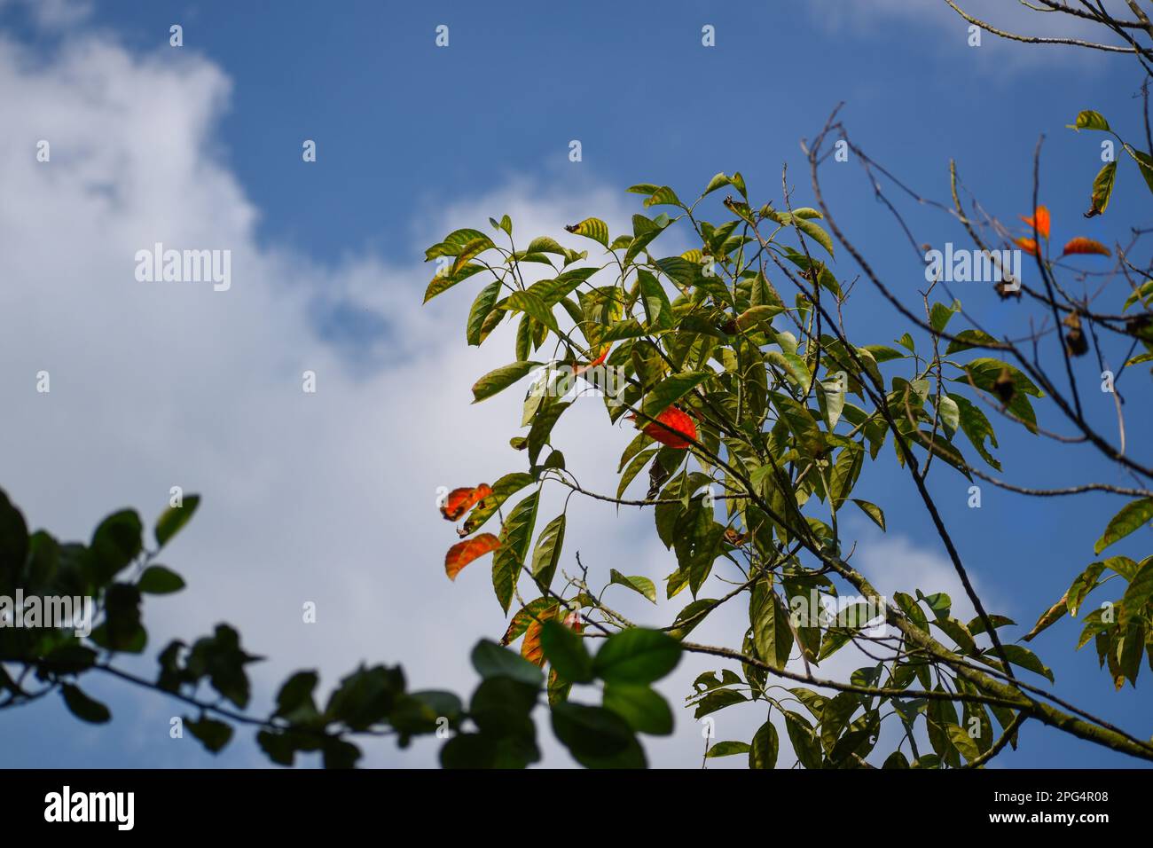 Blue sky with colorful olive leaves Stock Photo