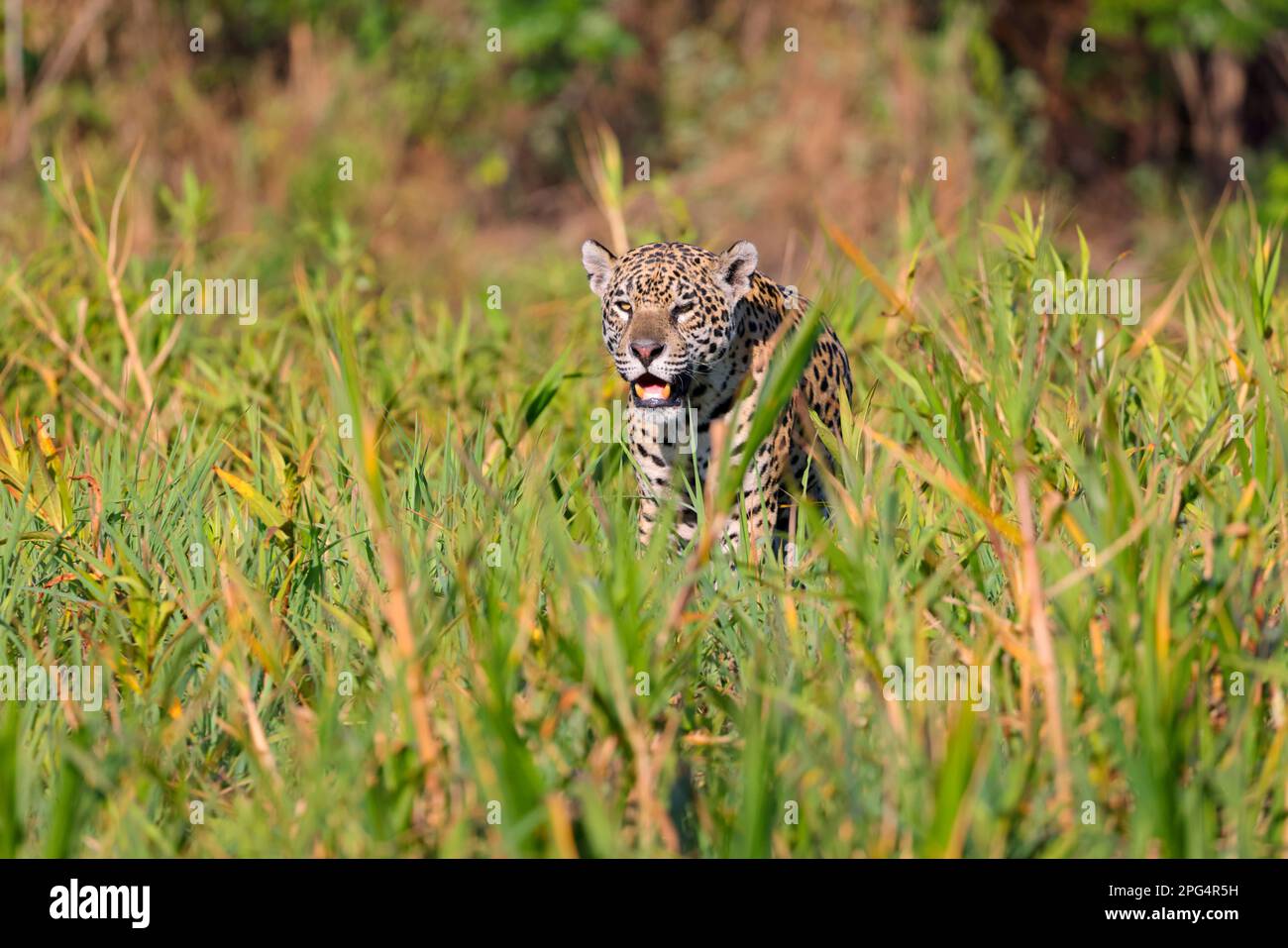 An adult Jaguar (Panthera oca) hunting along the banks of the Cuiaba river in the Pantanal, Mato Grosso, Brazil Stock Photo